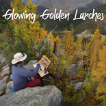 Glowing Golden Larches